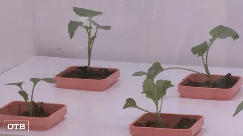 В рамках экологического проекта для екатеринбургской школы № 66 и пединститута приобрели специальные экобоксы