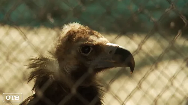 В Екатеринбургском зоопарке начала работать новая кормокухня для животных