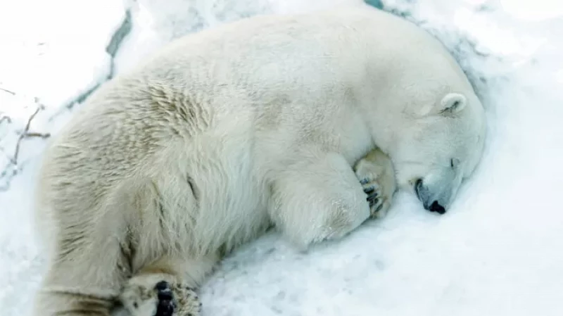 Раскрыта реальная причина смерти белого медведя в Екатеринбургском зоопарке