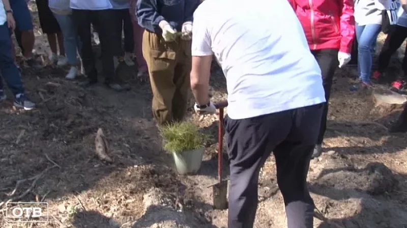Больше 170 тысяч деревьев высадили в Свердловской области на международной акции «Сад памяти»