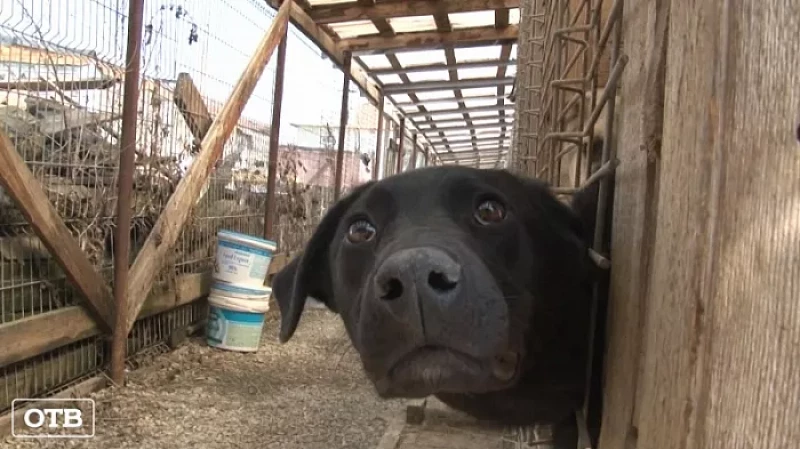 Больше 40 животных погибли при пожаре в частном приюте в Билимбае