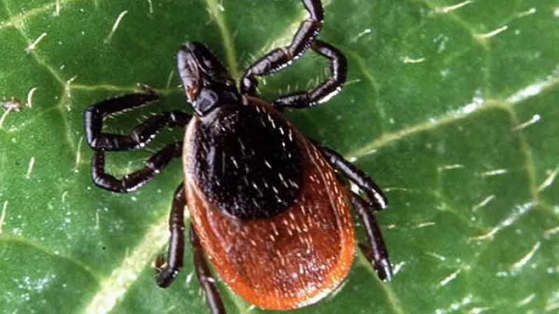 Парки Среднего Урала начали обрабатывать от клещей