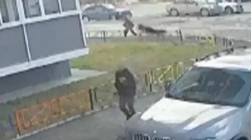 В Первоуральске домашняя собака напала на трех подростков