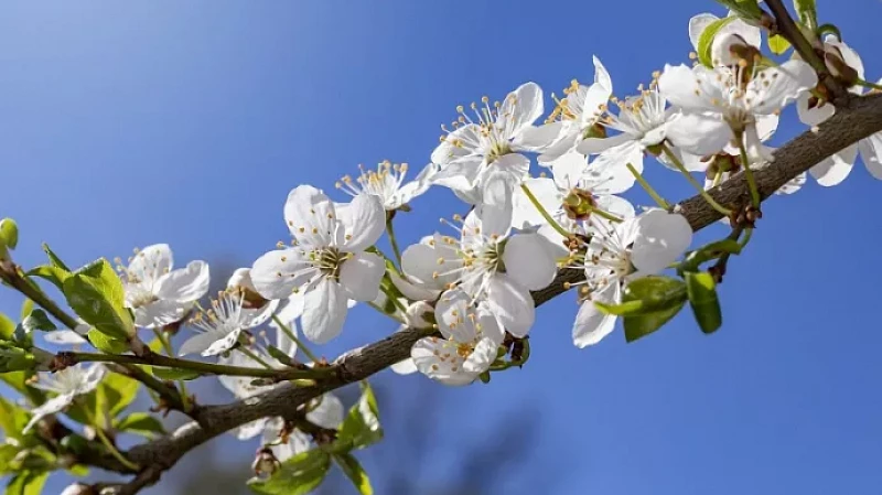 Потеплеет до 26 градусов: погода в Свердловской области 3-5 мая