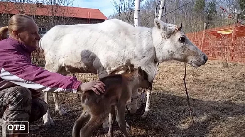 Уральцы выберут имя для новорождённого оленёнка из питомника