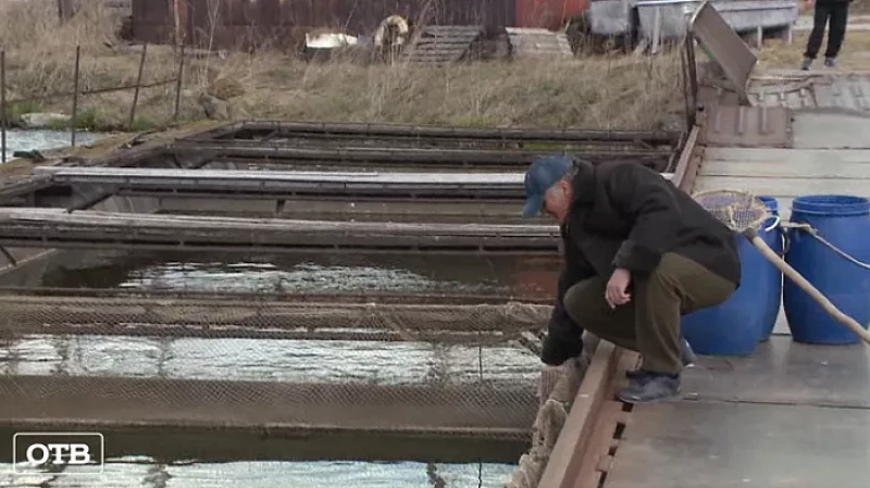 Спор из-за форели: уральские фермеры смогли забрать свою рыбу