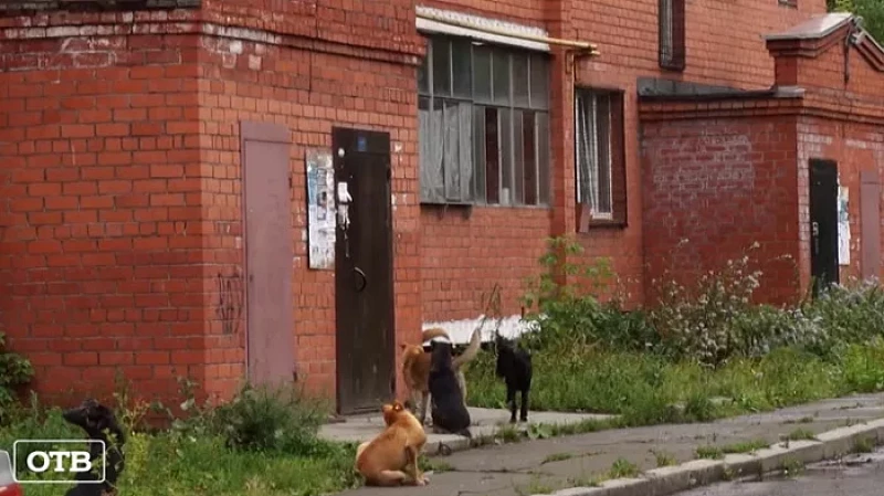 В Свердловской области может появиться сеть приютов для животных