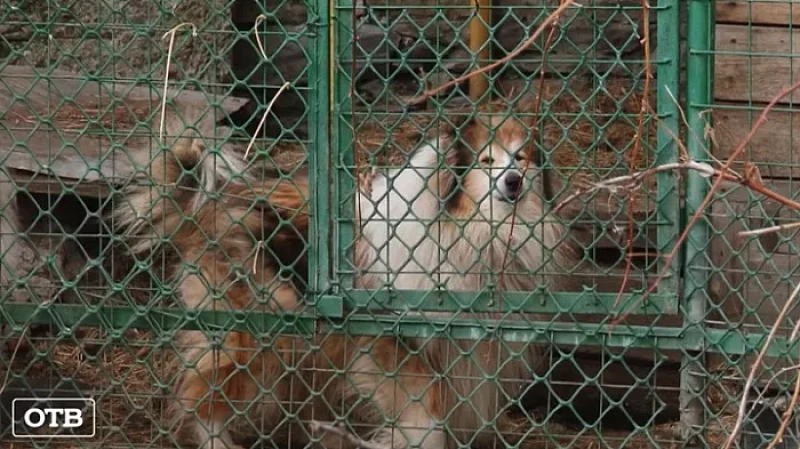 Жители Невьянска недовольны собачьим питомником у соседей