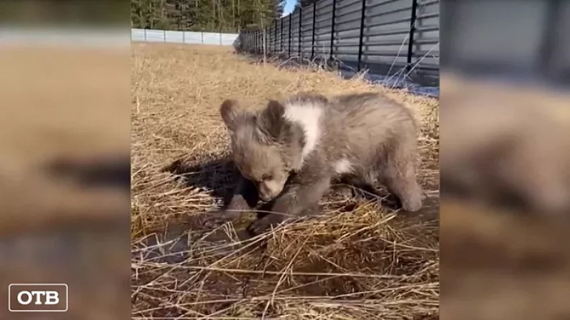 Уральцы спасли медвежонка, который осиротел из-за браконьеров