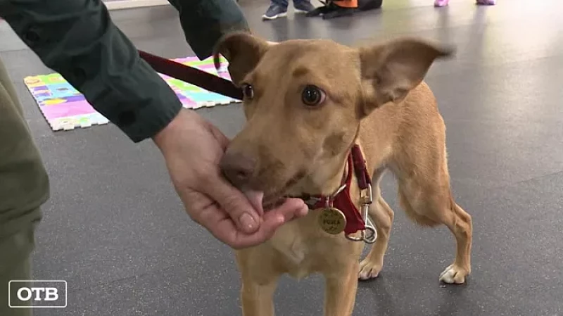 В Екатеринбурге готовят собак для реабилитации людей