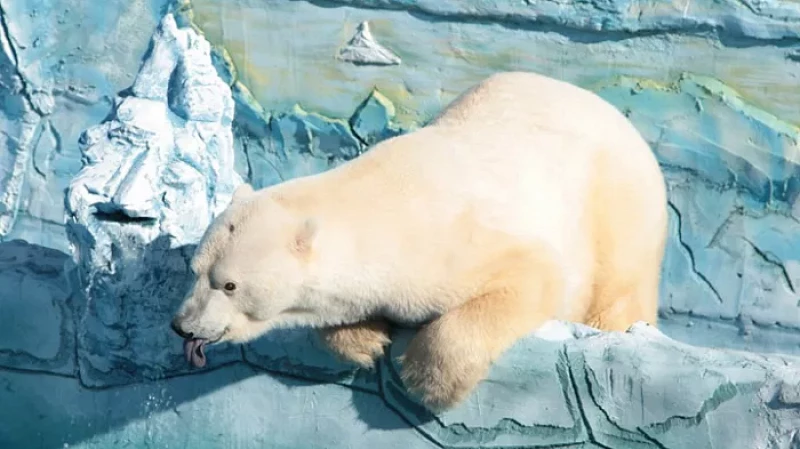 В Екатеринбургском зоопарке прощаются с белым медведем Умкой