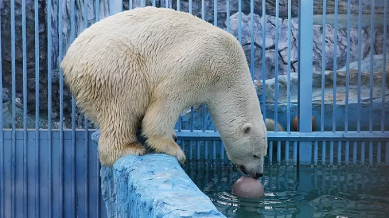 Умка из Екатеринбургского зоопарка умер из-за детской игрушки