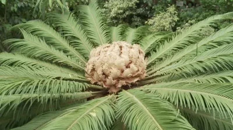 В Ботаническом саду Екатеринбурга введут платный вход