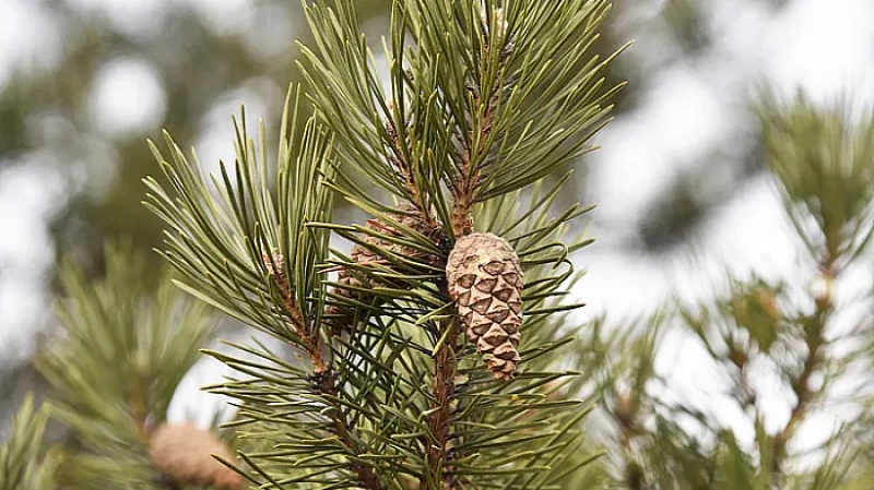 Баня для шишек: уральские лесничие заготавливают семена хвойных