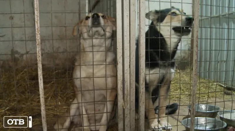 На жителей Артёмовского стали нападать стаи бродячих собак