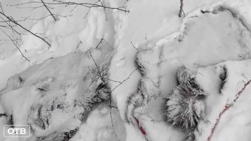 В Первоуральске ищут живодёров, выкинувших шкуры животных