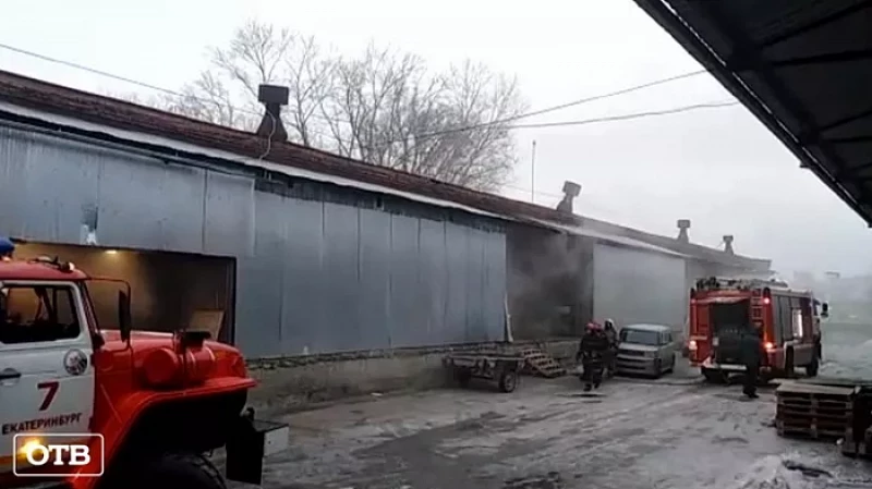 В подпольном террариуме Екатеринбурга погибли экзотические животные