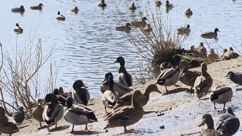 В весеннем Екатеринбурге утки начали атаковать прохожих