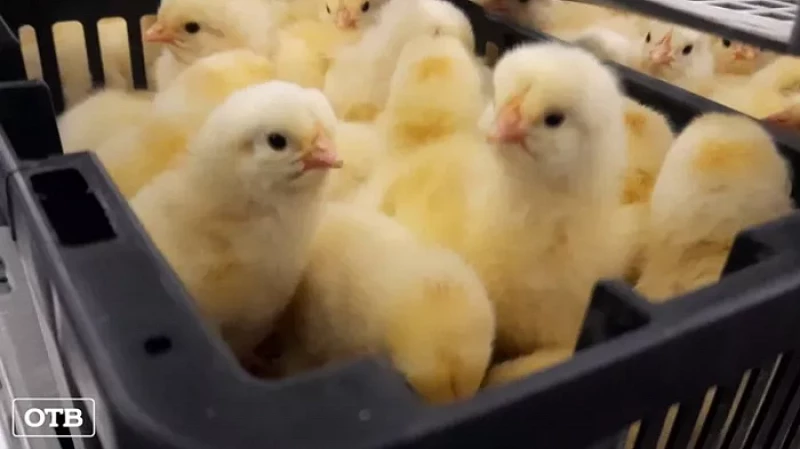 Перелётные птицы: на Урал привезли 35 тысяч цыплят из Мадрида
