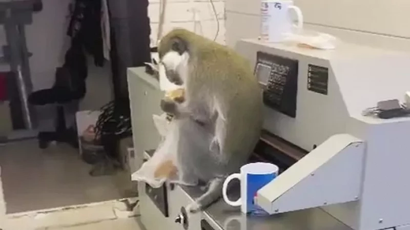 В ТЦ Асбеста несколько дней ловили сбежавшую обезьяну