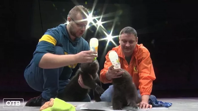 Звериный беби-бум: пополнение в цирке и зоопарке Екатеринбурга