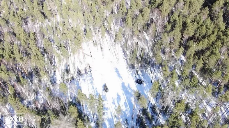 Жителей посёлка Кедровка возмутила вырубка леса