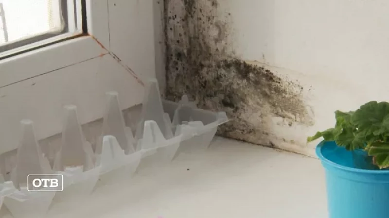 Переселенцы в Дружинино вынуждены жить в квартирах с плесенью