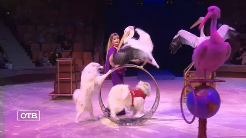 В Екатеринбург приехал всемирно известный цирк Филатовых