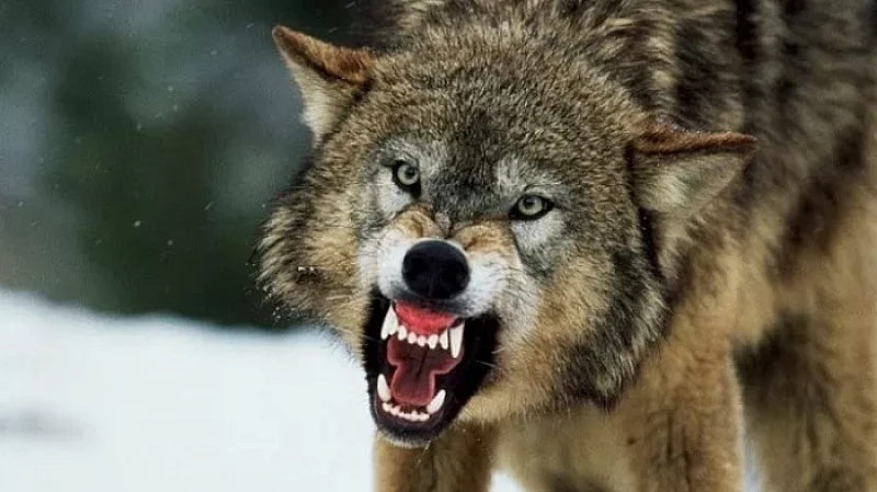 В Нижнем Тагиле продлён сезон охоты на волков