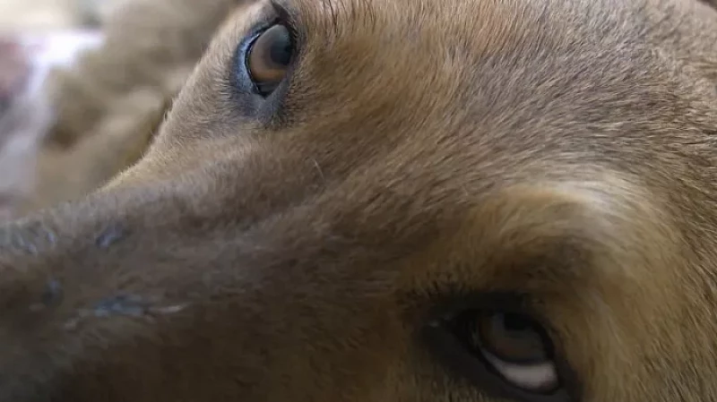 Житель Алапаевска подстрелил бездомную собаку из ружья