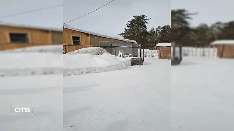 Под Нижним Тагилом стая волков растерзала собаку