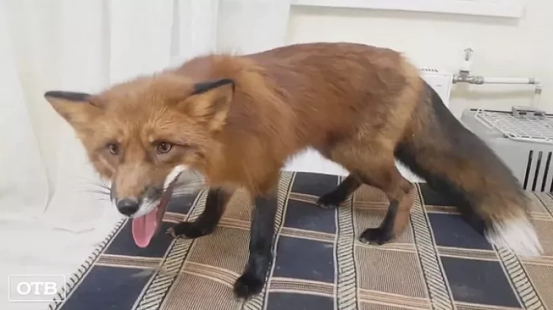 Дикая лиса поселилась в екатеринбургской многоэтажке