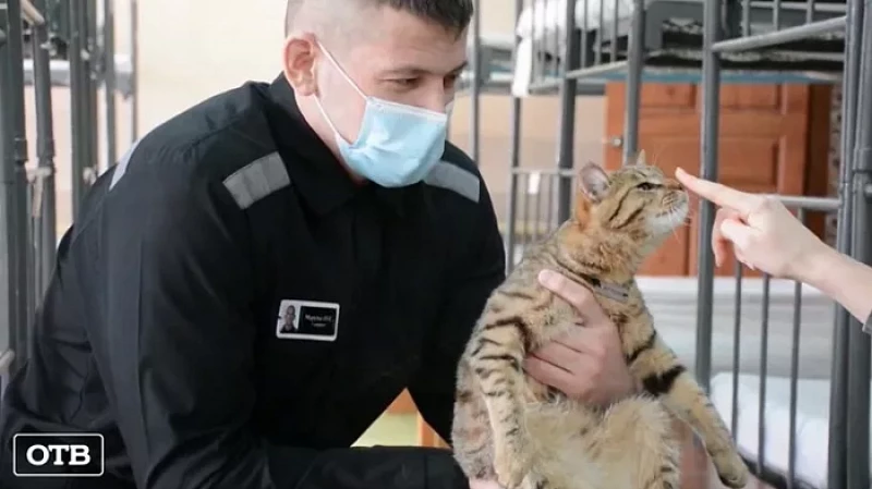 Кошек из екатеринбургской колонии привили от бешенства