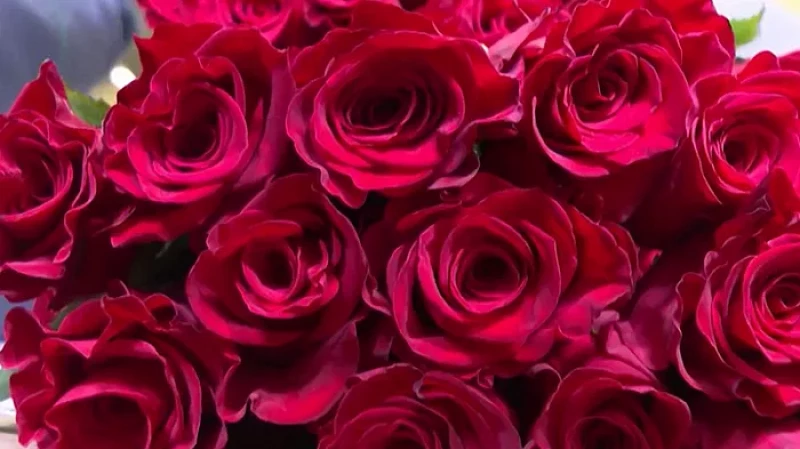 101 тонну цветов к 8 Марта привезли в Екатеринбург