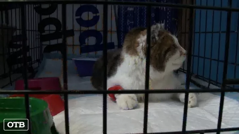 В Екатеринбурге исследуют вакцину от коронавируса кошек