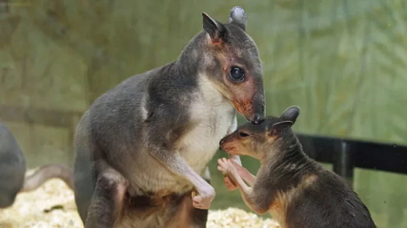 Милота 80-го уровня: у кенгуру Хагена родился второй малыш