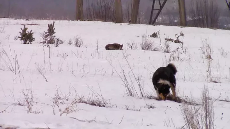 Кто защитит города Свердловской области от бродячих собак