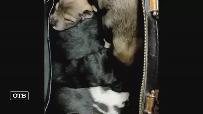 В Екатеринбурге сумку со щенками выбросили на остановке