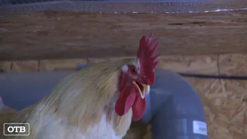 Ферма будущего: уральцы следят за цыплятами с помощью видеоняни