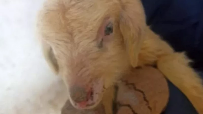 В хозяйстве под Красноуфимском родилась редкая овцекозочка