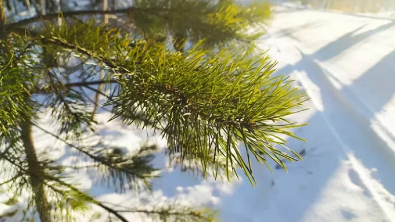 25 января на Средний Урал придёт резкое потепление