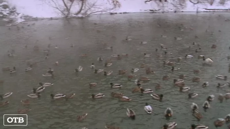 Уральские орнитологи сосчитали уток в зимнем Екатеринбурге