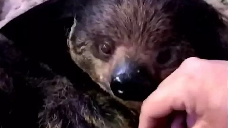 В Екатеринбургском зоопарке появился очаровательный новорожденный двупалый ленивец