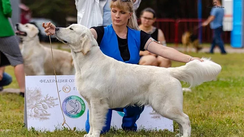 Выбор подходящей собаки: советы заводчика