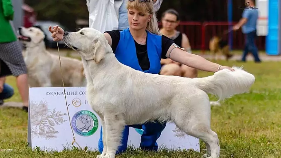 Выбор подходящей собаки: советы заводчика