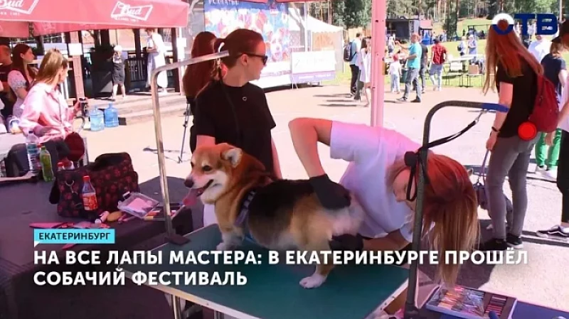На все лапы мастера: в Екатеринбурге прошёл собачий фестиваль