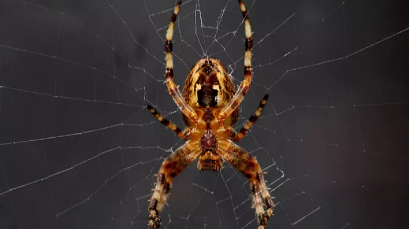 Огромного паука-охотника обнаружили в Нижегородской области