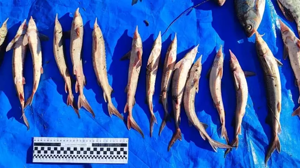 Жителю Тобольска грозит до двух лет тюрьмы за незаконный вылов леща на ужин