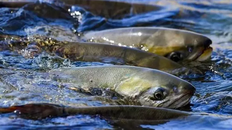В Свердловской области 6 тонн рыбы сомнительного происхождения попало в оборот