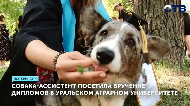 Собака-ассистент посетила вручение дипломов в Уральском аграрном университете